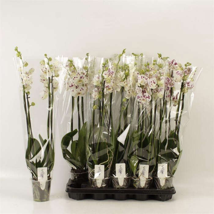 <h4>PHAL AN MARRAKESH</h4>