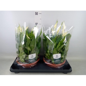 Spathiphyllum  'Bellini'