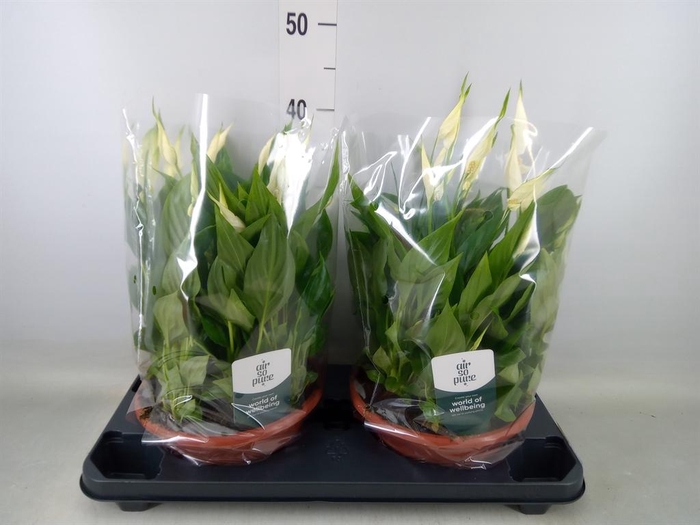 <h4>Spathiphyllum  'Bellini'</h4>