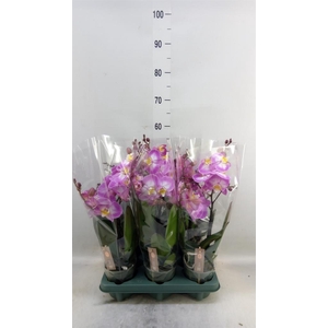 Phalaenopsis  'Spirit Pink'