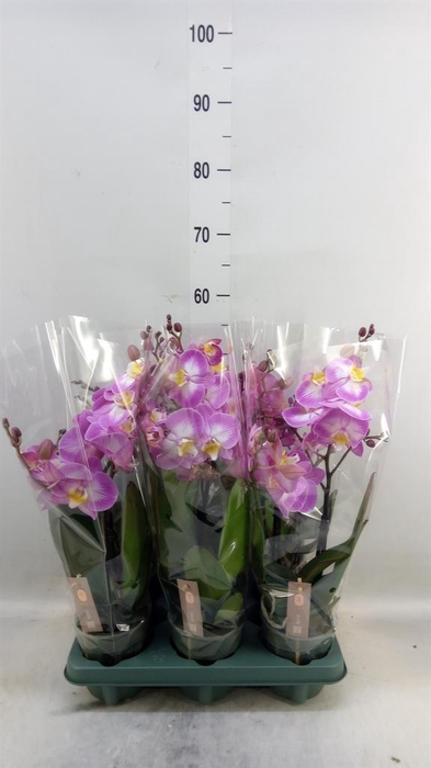<h4>Phalaenopsis  'Spirit Pink'</h4>