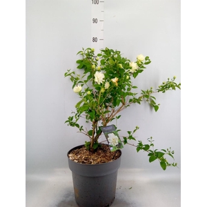 Philadelphus   ...