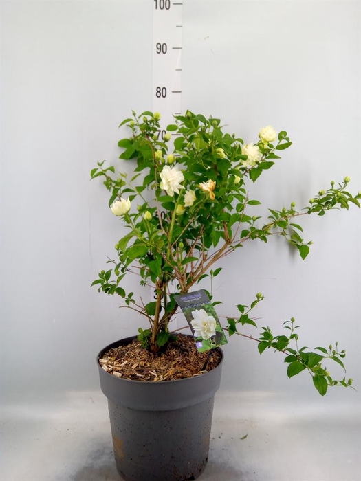 <h4>Philadelphus   ...</h4>