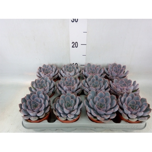 Echeveria  'Orion'