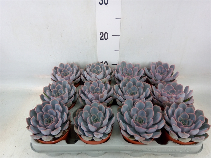 <h4>Echeveria  'Orion'</h4>