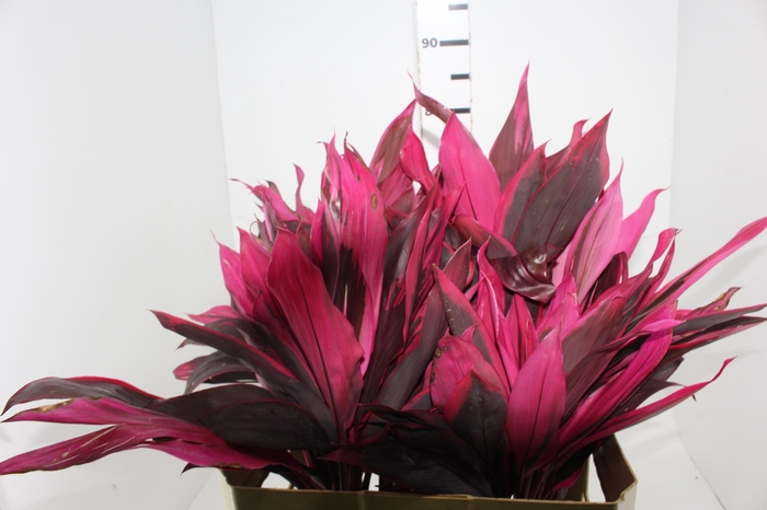 FOLHAGEM DRACENA PINK