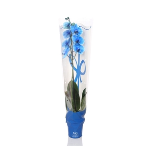 Phal I Am Blue 1T9+ in Blauwe sierhoes