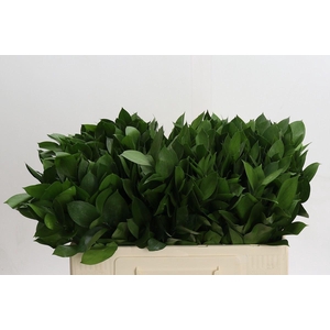 Ruscus aculeatus   ...groot blad