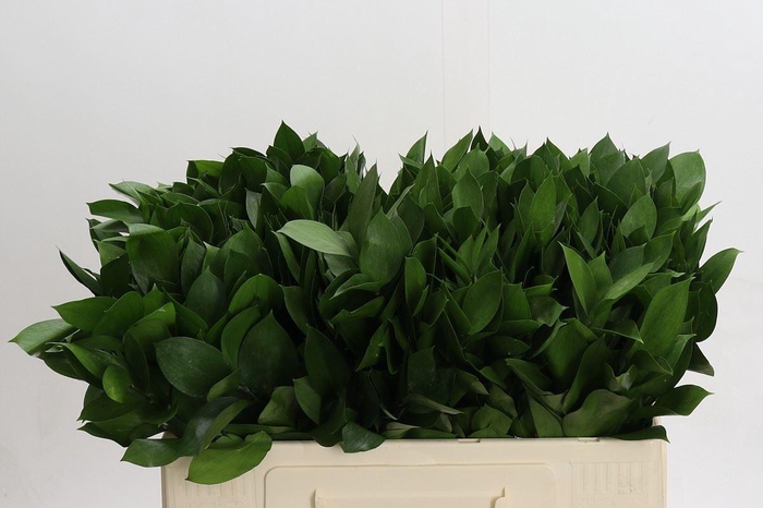 Ruscus aculeatus   ...groot blad