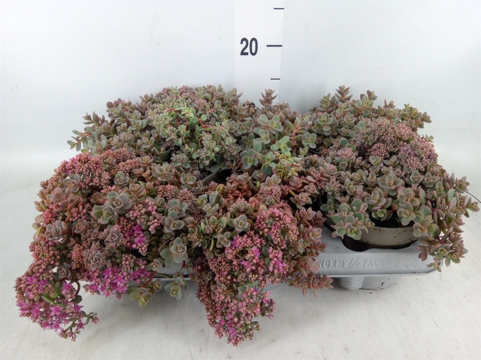 <h4>Sedum cauticola 'Lidakense'</h4>