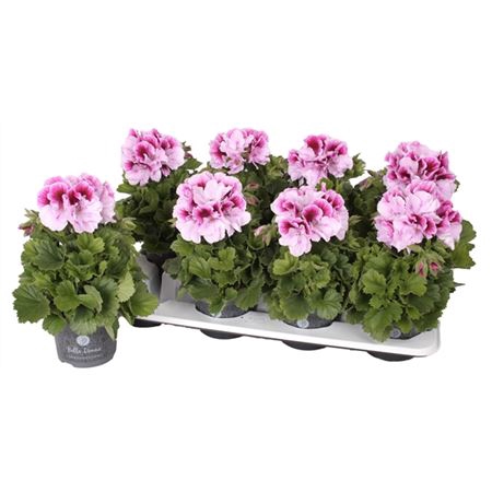 <h4>Pelargonium Don Quinto</h4>