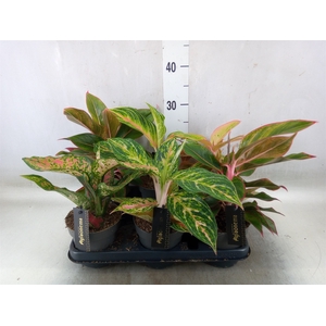 Aglaonema   ...