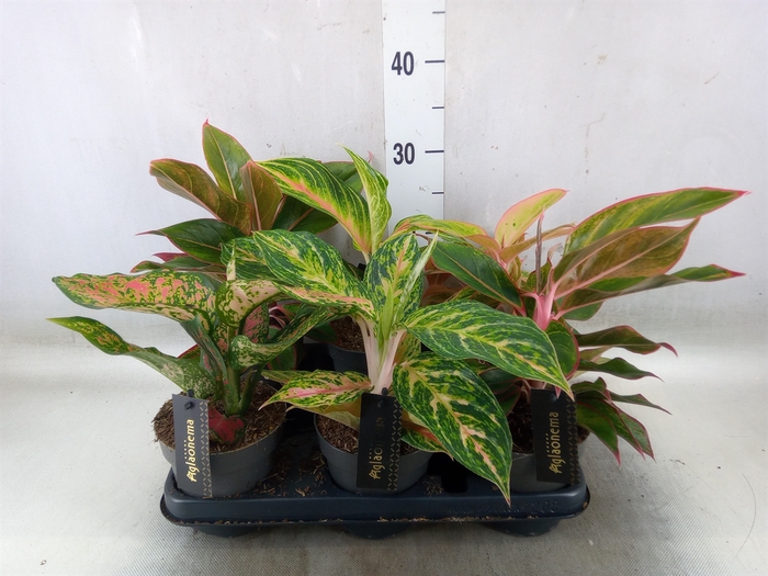 <h4>Aglaonema   ...</h4>