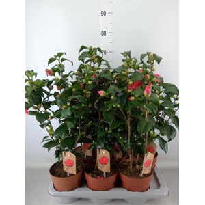 Camellia reticulata 'Mary Williams'