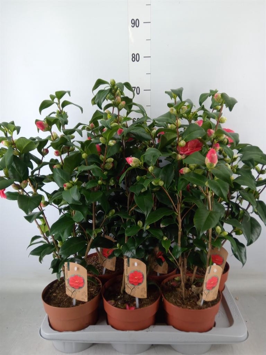 <h4>Camellia reticulata 'Mary Williams'</h4>