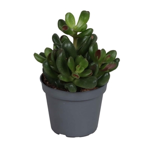 CRASSULA-HYBRID p6 Oasis