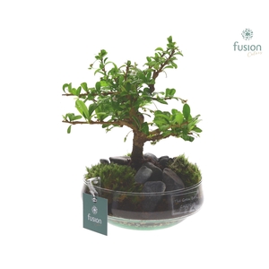 Green Bottle Iris Small met Bonsai