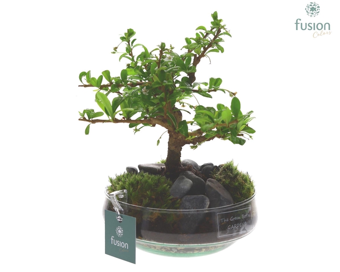 <h4>Green Bottle Iris Small met Bonsai</h4>