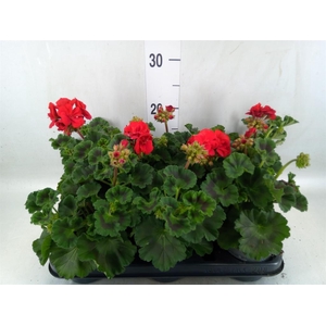 Pelargonium zona.   ...F1