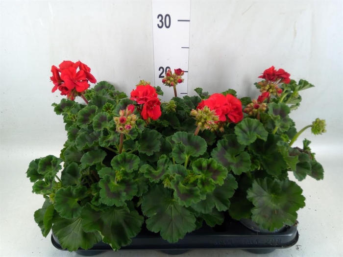 <h4>Pelargonium zona.   ...F1</h4>