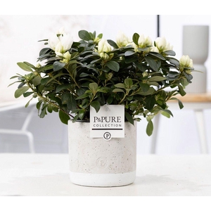 1st class Azalea white in P&PURE Jade ceramics