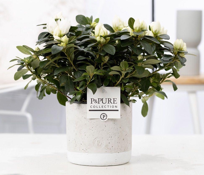 <h4>1st class Azalea white in P&PURE Jade ceramics</h4>