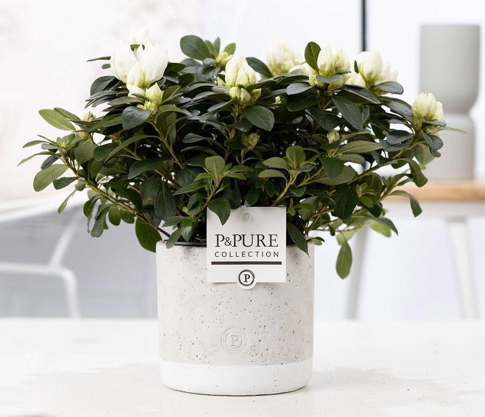 <h4>1st class Azalea white in P&PURE Jade ceramics</h4>