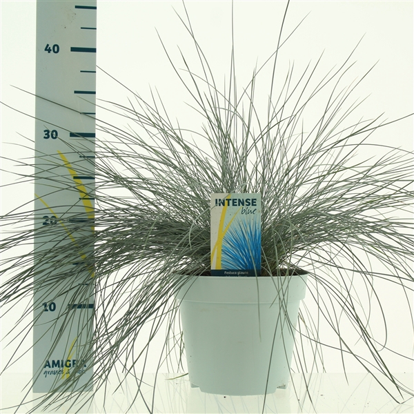 <h4>Festuca glauca Intense Blue®</h4>