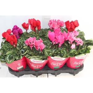 CYCLAMEN P14