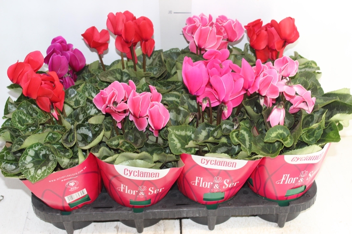 CYCLAMEN P14
