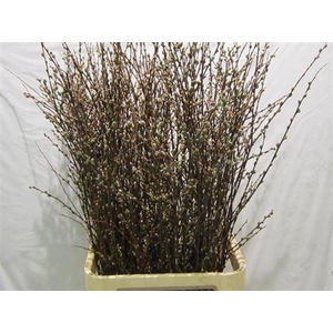 Salix Wilgenkatjes Vertakt