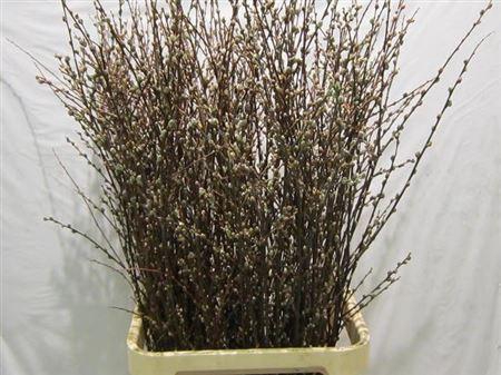 <h4>Salix Wilgenkatjes</h4>
