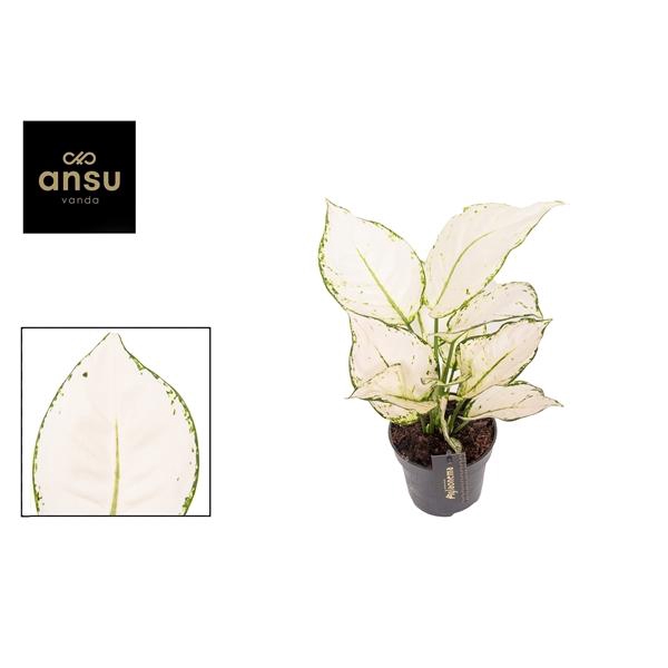 <h4>Aglaonema White Joy</h4>