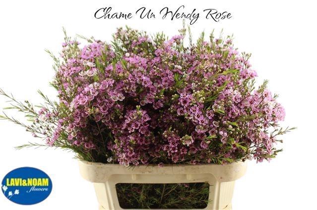 <h4>CHAME UN WENDY ROSE</h4>