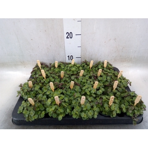 Callisia repens 'Turtle'