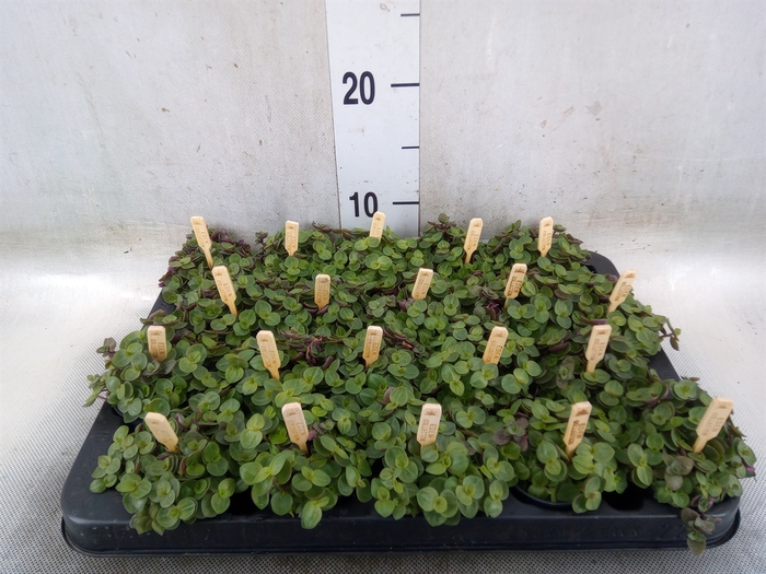 <h4>Callisia repens 'Turtle'</h4>