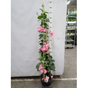 Mandevilla  'Alice du Pont'