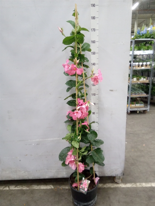 <h4>Mandevilla  'Alice du Pont'</h4>