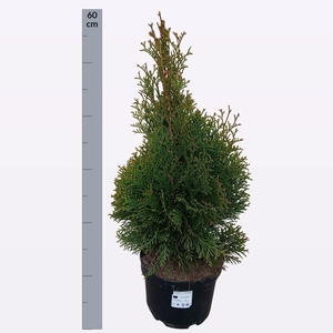 THUJA O SMARAGD