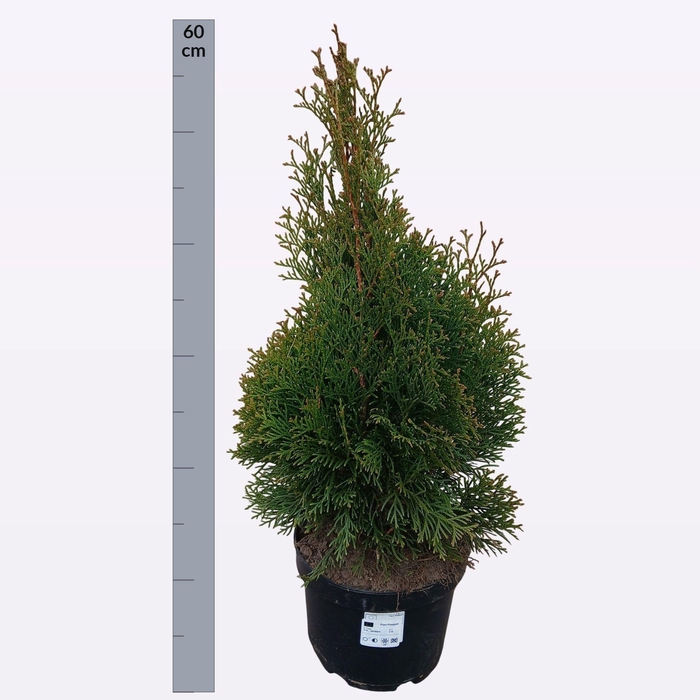 <h4>THUJA O SMARAGD</h4>