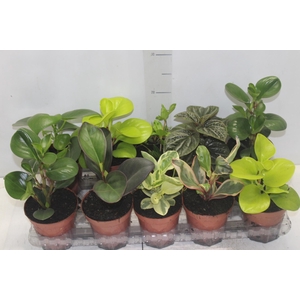 PEPEROMIA VARIADO P12