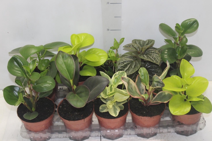 <h4>PEPEROMIA VARIADO P12</h4>