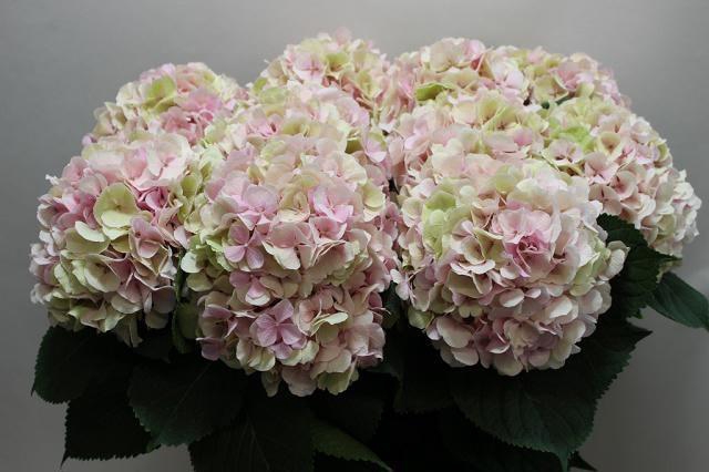 <h4>HYDR M CH VERENA CL</h4>