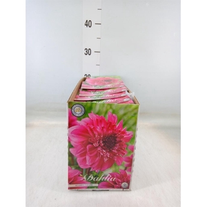 Dahlia   ...flowerbulbs