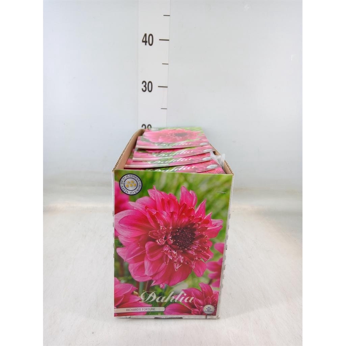 <h4>Dahlia   ...flowerbulbs</h4>