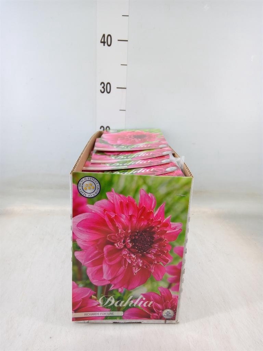 Dahlia   ...flowerbulbs