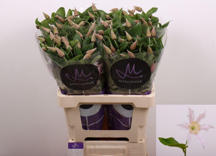 <h4>CLEMATIS AMAZING KANSAS CLEM AMAZIN</h4>