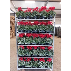 Cyclamen pers. GRBL Super Serie Mammoth