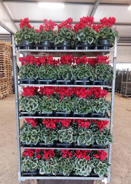 <h4>Cyclamen pers. GRBL Super Serie Mammoth</h4>