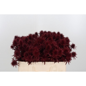 Eryn Supernova Kl Bh Bordeaux